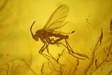 Three Fossil Flies (Diptera) In Baltic Amber #234463-2